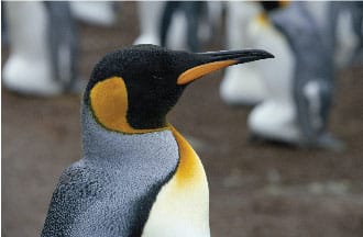 awareness days penguin